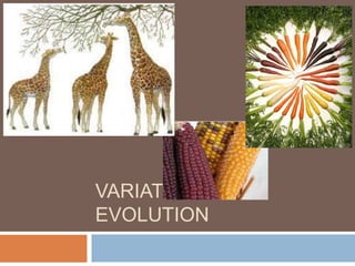 VARIATION AND
EVOLUTION
 