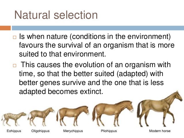 Variation And Evolution
