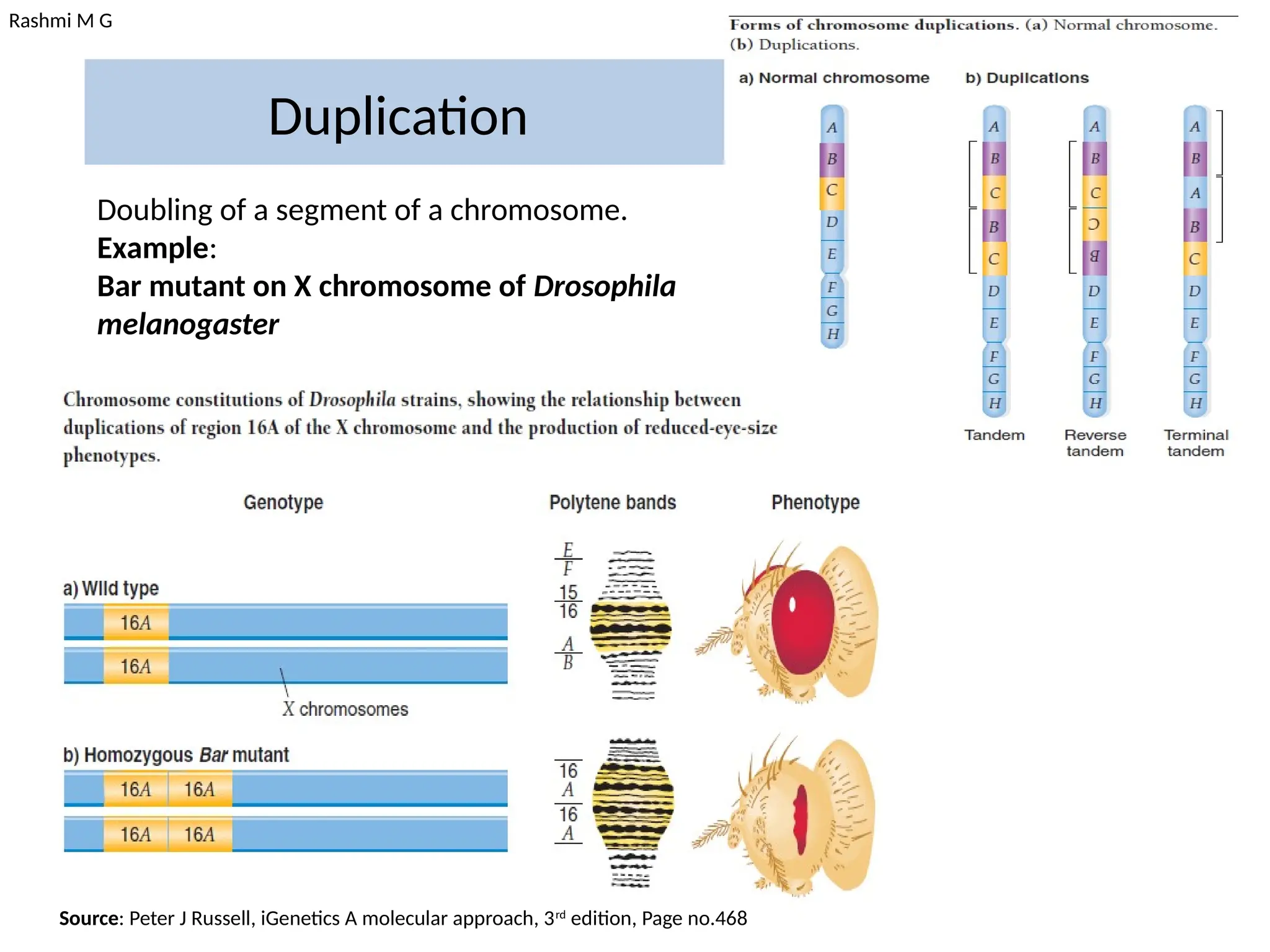 Rashmi M G
Duplication
Doubling of a segment of a chromosome.
Example:
Bar mutant on X chromosome of Drosophila
melanogaster
Source: Peter J Russell, iGenetics A molecular approach, 3rd
edition, Page no.468
 