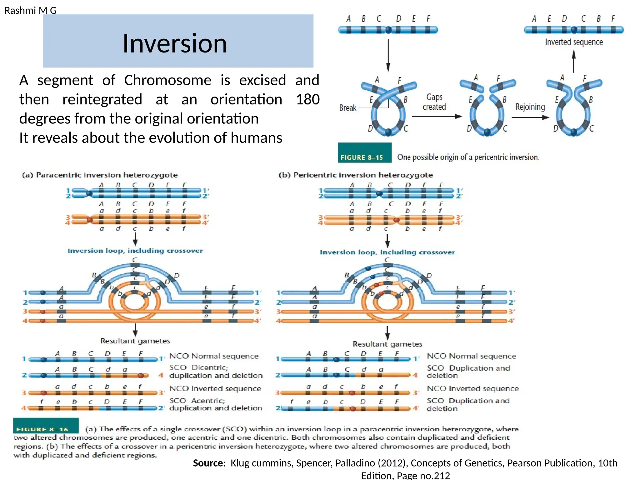 Rashmi M G
Inversion
A segment of Chromosome is excised and
then reintegrated at an orientation 180
degrees from the original orientation
It reveals about the evolution of humans
Source: Klug cummins, Spencer, Palladino (2012), Concepts of Genetics, Pearson Publication, 10th
Edition, Page no.212
 