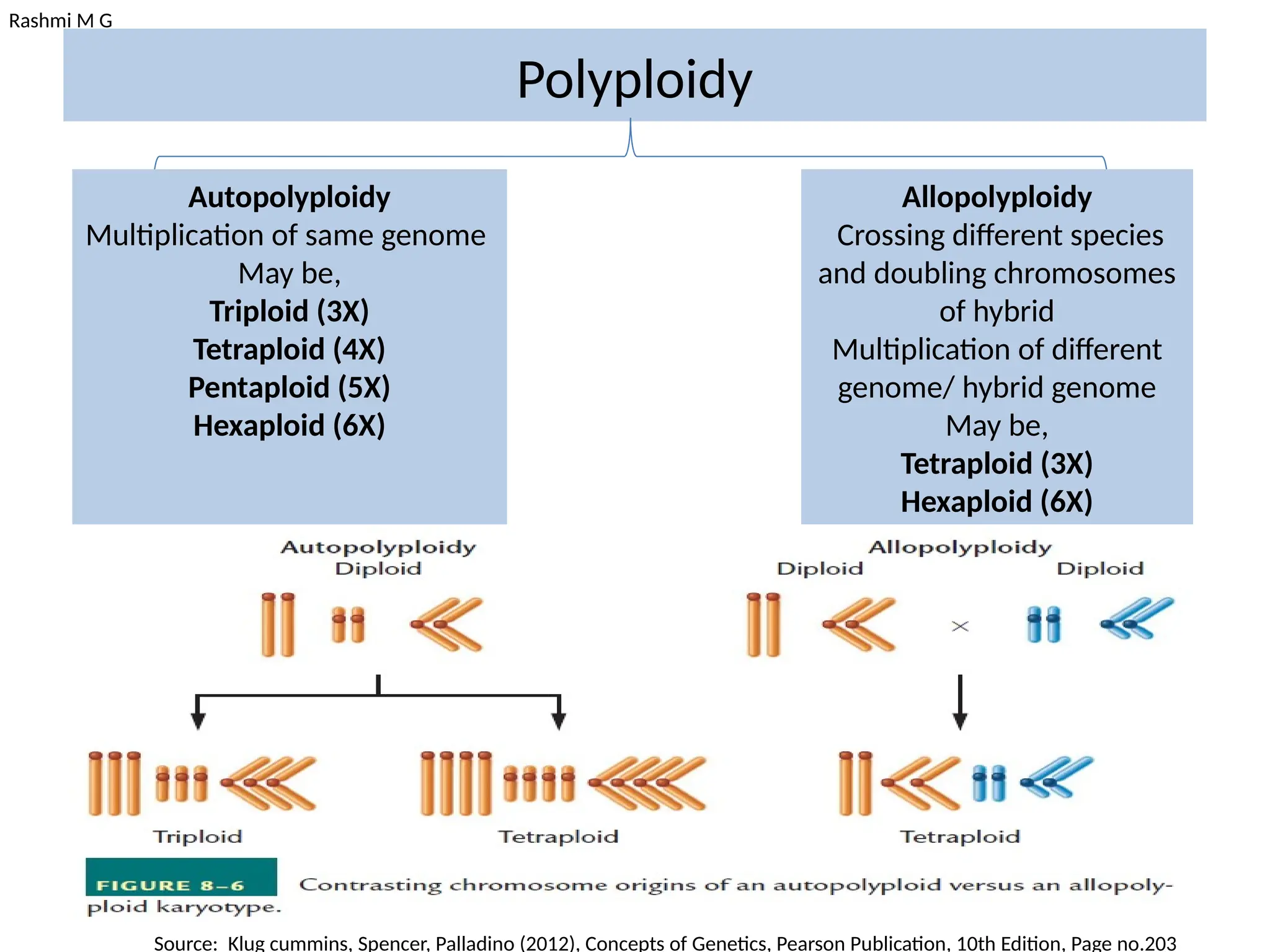 Rashmi M G
Polyploidy
Autopolyploidy
Multiplication of same genome
May be,
Triploid (3X)
Tetraploid (4X)
Pentaploid (5X)
Hexaploid (6X)
Allopolyploidy
Crossing different species
and doubling chromosomes
of hybrid
Multiplication of different
genome/ hybrid genome
May be,
Tetraploid (3X)
Hexaploid (6X)
Source: Klug cummins, Spencer, Palladino (2012), Concepts of Genetics, Pearson Publication, 10th Edition, Page no.203
 