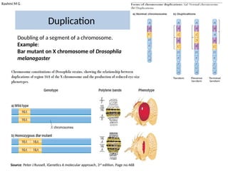 Rashmi M G
Duplication
Doubling of a segment of a chromosome.
Example:
Bar mutant on X chromosome of Drosophila
melanogaster
Source: Peter J Russell, iGenetics A molecular approach, 3rd
edition, Page no.468
 