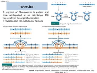 Rashmi M G
Inversion
A segment of Chromosome is excised and
then reintegrated at an orientation 180
degrees from the original orientation
It reveals about the evolution of humans
Source: Klug cummins, Spencer, Palladino (2012), Concepts of Genetics, Pearson Publication, 10th
Edition, Page no.212
 