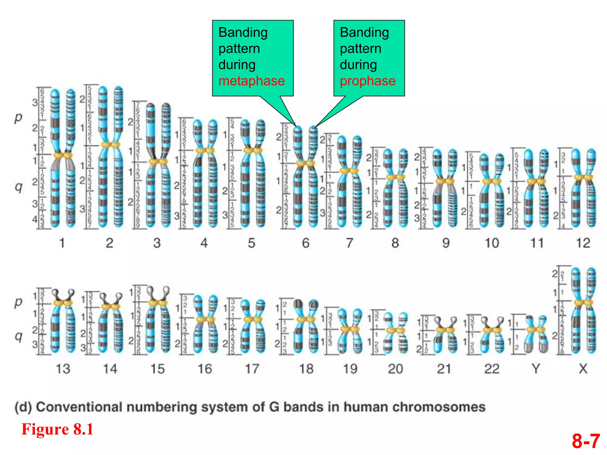 Variation in chromosome structure and number chapter 8 | PPT