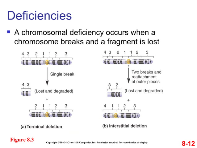 Variation in chromosome structure and number chapter 8 | PPT