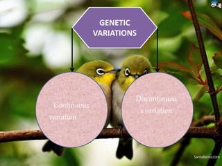GENETIC
VARIATIONS
Continuous
variation
Discontinuou
s variation
 