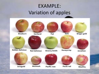 EXAMPLE:
Variation of apples
 