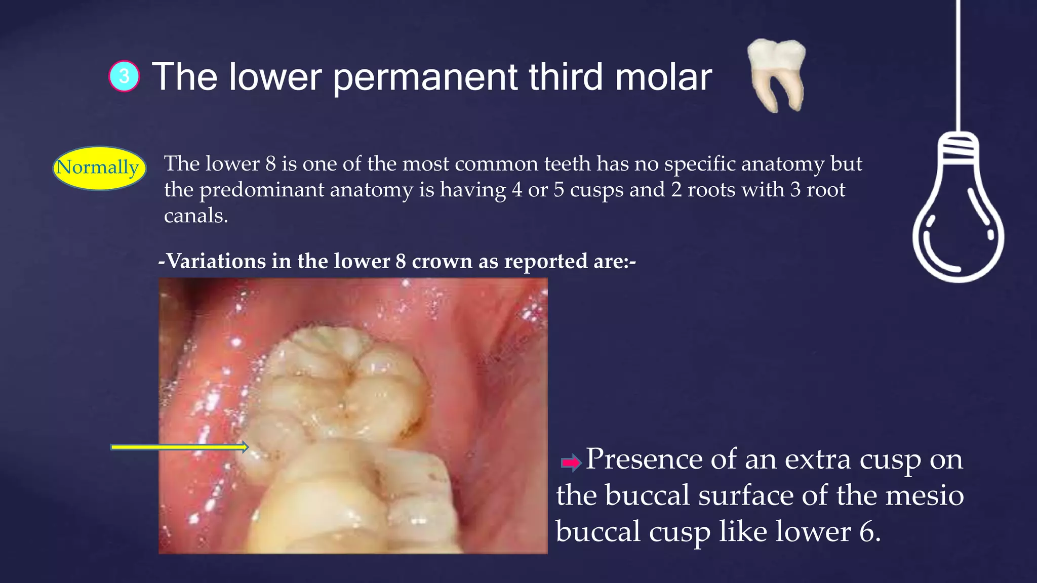 The lower permanent third molar3
Normally The lower 8 is one of the most common teeth has no specific anatomy but
the predominant anatomy is having 4 or 5 cusps and 2 roots with 3 root
canals.
-Variations in the lower 8 crown as reported are:-
Presence of an extra cusp on
the buccal surface of the mesio
buccal cusp like lower 6.
 
