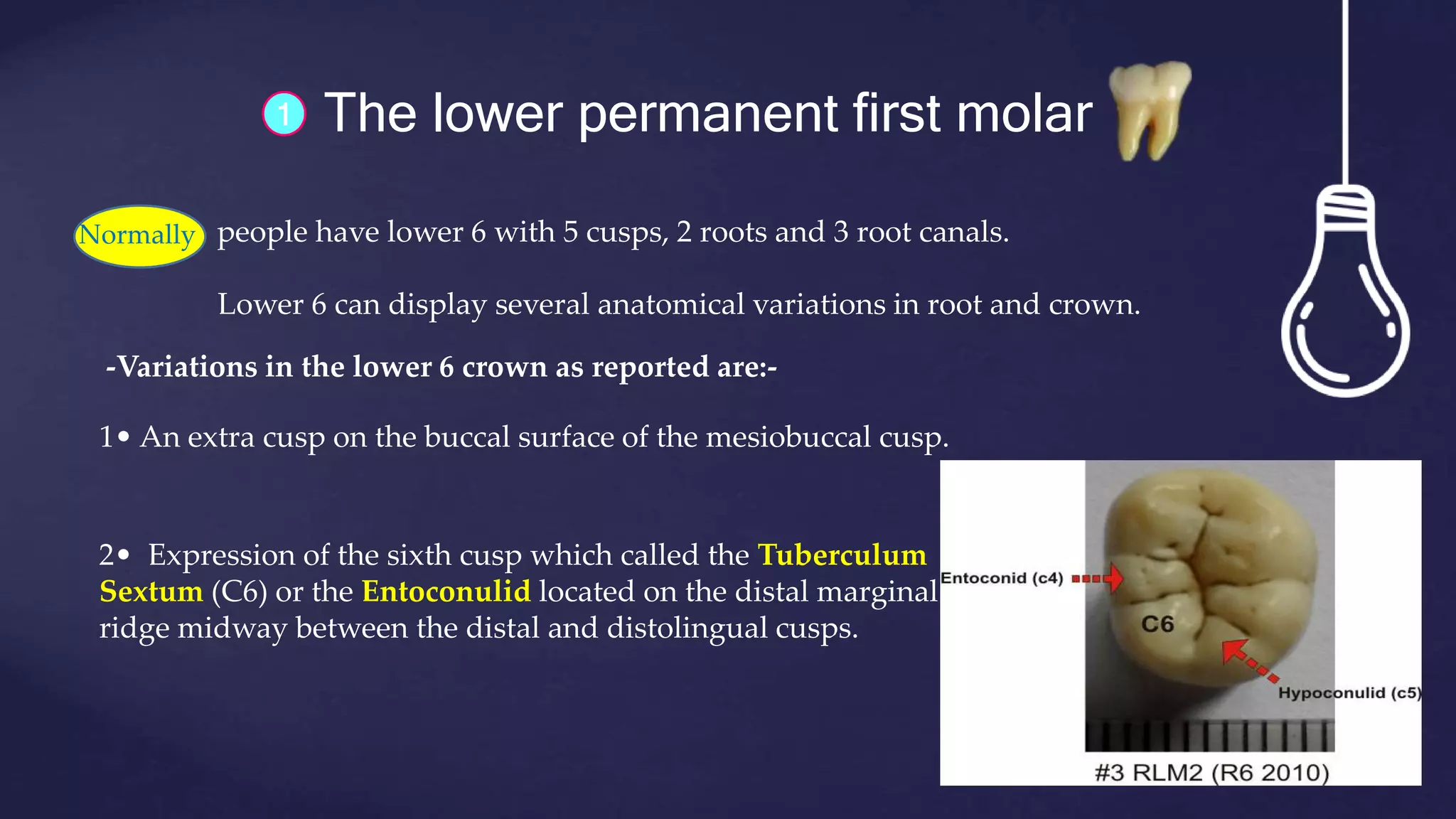 The lower permanent first molar1
Normally people have lower 6 with 5 cusps, 2 roots and 3 root canals.
Lower 6 can display several anatomical variations in root and crown.
2• Expression of the sixth cusp which called the Tuberculum
Sextum (C6) or the Entoconulid located on the distal marginal
ridge midway between the distal and distolingual cusps.
-Variations in the lower 6 crown as reported are:-
1• An extra cusp on the buccal surface of the mesiobuccal cusp.
 