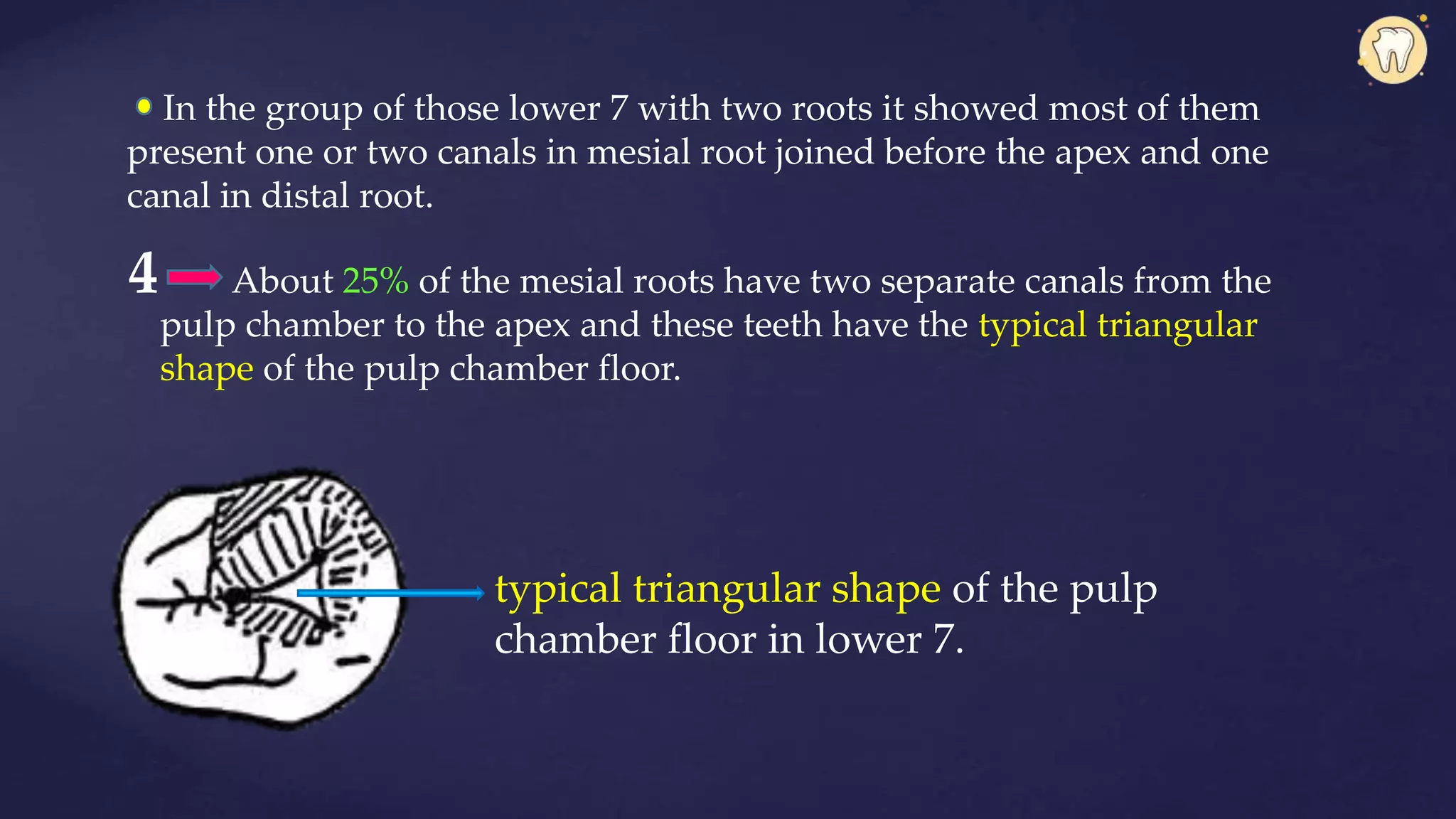 In the group of those lower 7 with two roots it showed most of them
present one or two canals in mesial root joined before the apex and one
canal in distal root.
4 About 25% of the mesial roots have two separate canals from the
pulp chamber to the apex and these teeth have the typical triangular
shape of the pulp chamber floor.
typical triangular shape of the pulp
chamber floor in lower 7.
 