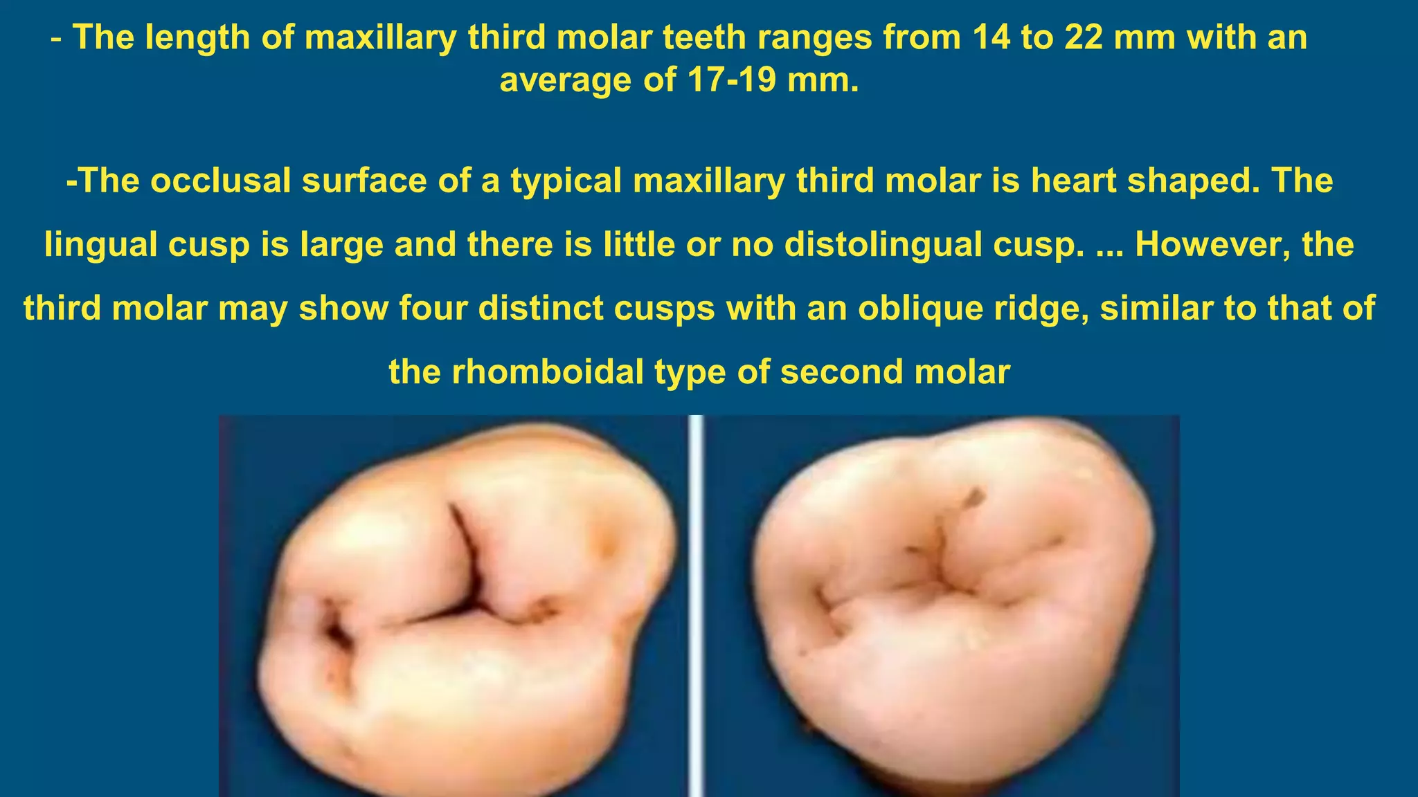 -The occlusal surface of a typical maxillary third molar is heart shaped. The
lingual cusp is large and there is little or no distolingual cusp. ... However, the
third molar may show four distinct cusps with an oblique ridge, similar to that of
the rhomboidal type of second molar
- The length of maxillary third molar teeth ranges from 14 to 22 mm with an
average of 17-19 mm.
 