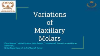 Variations
of
Maxillary
Molars
Esraa Hosam , Nadia Ebrahim ,Heba Essam , Youmna Lotfi, Tasnem Ahmed Elarabi
Semester 2
Under Supervision of : A.Prof Samah Kamel
 