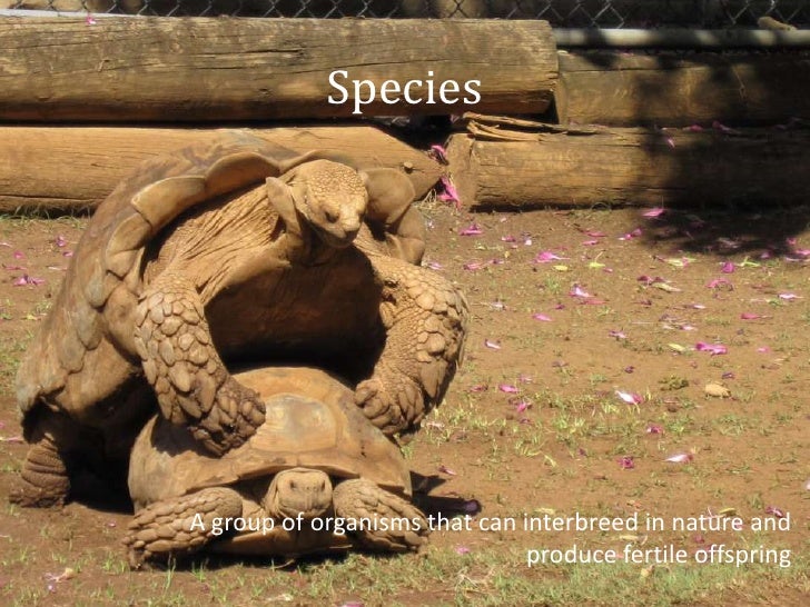 Variation Within Species Mutations And Selective Advantage