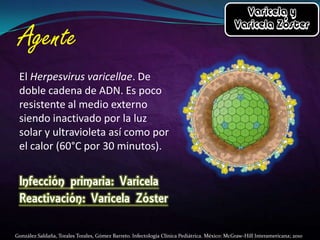 El Herpesvirus varicellae. De
doble cadena de ADN. Es poco
resistente al medio externo
siendo inactivado por la luz
solar y ultravioleta así como por
el calor (60°C por 30 minutos).

González Saldaña, Torales Torales, Gómez Barreto. Infectología Clínica Pediátrica. México: McGraw-Hill Interamericana; 2010

 