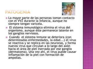 patogeniaLa mayor parte de las personas toman contacto con el VVZ durante la infancia, aunque no siempre tengan varicela. El sistema inmunológico elimina el virus del organismo, aunque éste permanece latente en los ganglios nerviosos.  Cuando  el sistema inmune se deteriora (con determinadas enfermedades, la edad...) el virus se reactiva y se replica en las neuronas, y forma nuevos virus que circulan a lo largo del axón hacia el área de piel inervada por ese ganglio (dermatoma). Una vez ahí, el virus puede causar inflamación de la piel con formación de ampollas.