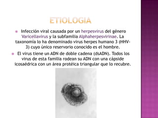 etiologia Infección viral causada por un herpesvirus del género Varicellavirus y la subfamilia Alphaherpesvirinae. La taxonomía lo ha denominado virus herpes humano 3 (HHV-3) cuyo único reservorio conocido es el hombre. El virus tiene un ADN de doble cadena (dsADN). Todos los virus de esta familia rodean su ADN con una cápsideicosaédrica con un área protéica triangular que lo recubre. 