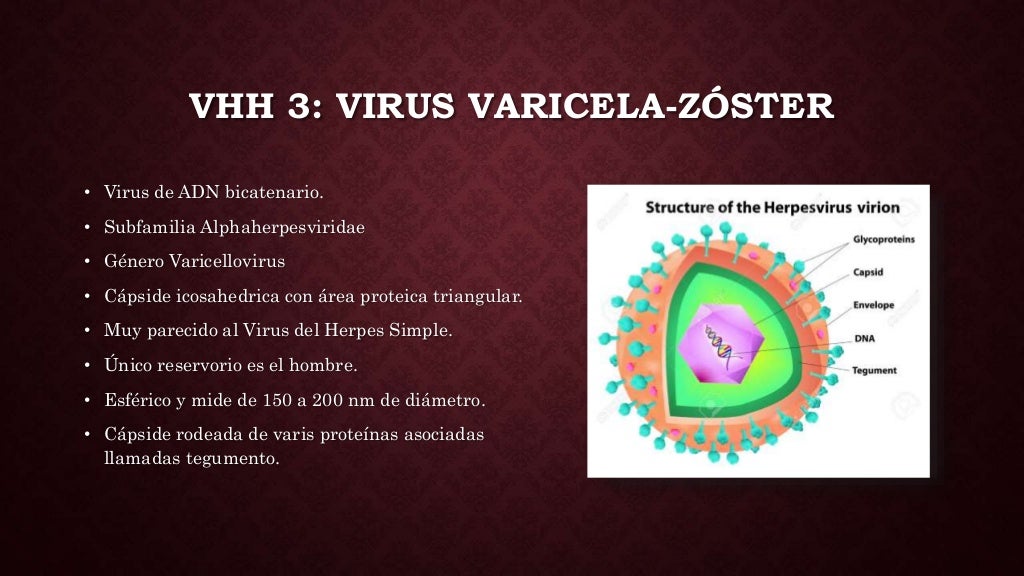 Varicela y herpes zóster