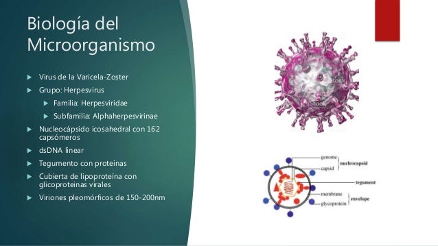 Varicela Zoster Virus