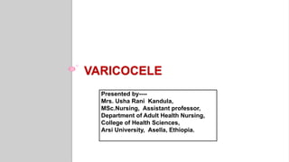 VARICOCELE
Presented by----
Mrs. Usha Rani Kandula,
MSc.Nursing, Assistant professor,
Department of Adult Health Nursing,
College of Health Sciences,
Arsi University, Asella, Ethiopia.
 