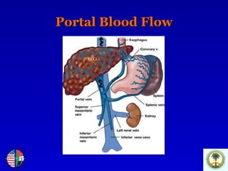 Portal Blood Flow 