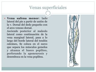 Venas superficiales
—  Vena safena menor: lado
lateral del pie a partir de unión de
la v. Dorsal del dedo pequeño con
el arco venoso dorsal.
Asciende posterior al maleolo
lateral como continuación de la
vena marginal lateral, pasa a lo
largo del borde lateral del tendón
calcáneo, Se coloca en el surco
que separa los músculos gemelos
y alcanza el hueco poplíteo,
perforando la aponeurosis y
desemboca en la vena poplítea.
 