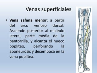 Venas superficiales
• Vena safena menor: a partir
del arco venoso dorsal.
Asciende posterior al maléolo
lateral, parte media de la
pantorrilla, y alcanza el hueco
poplíteo, perforando la
aponeurosis y desemboca en la
vena poplítea.
 