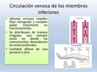 Circulación venosa de los miembros
inferiores
• Válvulas venosas impiden
flujo retrogrado y cumplen
papel importante en
funcionamiento.
• Se distribuyen de manera
irregular, casi siempre
están en donde las
comunicantes desembocan
en venas profundas.
• Cantidad difiere de una
persona a otra.
 