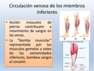 Circulación venosa de los miembros
inferiores
• Acción músculos de
pierna contribuyen a
movimiento de sangre en
las venas.
• La “bomba muscular”
representada por los
músculos gemelos y soleo
de las extremidades
inferiores, bombea sangre
al corazón.
 