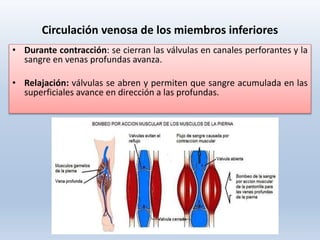 Circulación venosa de los miembros inferiores
• Durante contracción: se cierran las válvulas en canales perforantes y la
sangre en venas profundas avanza.
• Relajación: válvulas se abren y permiten que sangre acumulada en las
superficiales avance en dirección a las profundas.
 