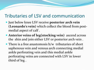 Tributaries of LSV and communication
 Just below knee LSV receive posterior arch vein
(Leonardo's vein) which collect the blood from post-
medial aspect of calf .
 Anterior veins of leg(stocking vein) ascend across
the shin and join either LSV or posterior arch vein .
 There is a free anastomosis b/w tributaries of short
saphenous vein and venous arch connecting medial
ankle perforating vein and this medial ankle
perforating veins are connected with LSV in lower
third of leg .
 