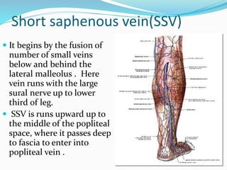 Short saphenous vein(SSV)
 It begins by the fusion of
number of small veins
below and behind the
lateral malleolus . Here
vein runs with the large
sural nerve up to lower
third of leg.
 SSV is runs upward up to
the middle of the popliteal
space, where it passes deep
to fascia to enter into
popliteal vein .
 