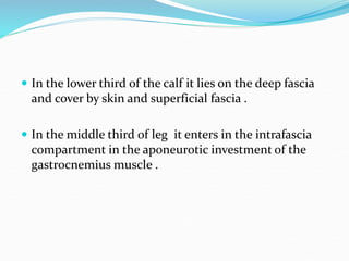  In the lower third of the calf it lies on the deep fascia
and cover by skin and superficial fascia .
 In the middle third of leg it enters in the intrafascia
compartment in the aponeurotic investment of the
gastrocnemius muscle .
 