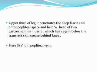  Upper third of leg it penetrates the deep fascia and
enter popliteal space and lie b/w head of two
gastrocnemius muscle which lies 1.25cm below the
transvers skin crease behind knee .
 Here SSV join popliteal vein .
 