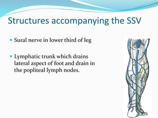 Structures accompanying the SSV
 Sural nerve in lower third of leg
 Lymphatic trunk which drains
lateral aspect of foot and drain in
the popliteal lymph nodes.
 