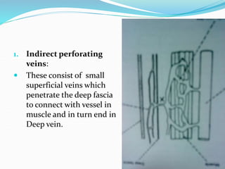 1. Indirect perforating
veins:
 These consist of small
superficial veins which
penetrate the deep fascia
to connect with vessel in
muscle and in turn end in
Deep vein.
 