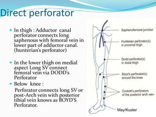 Direct perforator
 In thigh : Adductor canal
perforator connects long
saphenous with femoral vein in
lower part of adductor canal.
(hunterian’s perforator)
 In the lower thigh on medial
aspect Long SV connect
femoral vein via DODD’s
Perforator
 Below knee :
Perforator connects long SV or
post-Arch vein with posterior
tibial vein knows as BOYD’S
Perforator.
May/Kuster
 