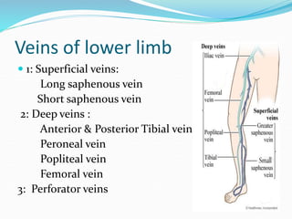 Veins of lower limb
 1: Superficial veins:
Long saphenous vein
Short saphenous vein
2: Deep veins :
Anterior & Posterior Tibial veins
Peroneal vein
Popliteal vein
Femoral vein
3: Perforator veins
 