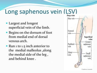 Long saphenous vein (LSV)
 Largest and longest
superficial vein of the limb.
 Begins on the dorsum of foot
from medial end of dorsal
venous arch.
 Run 1 to 1.5 inch anterior to
the medial malleolus ,along
the medial side of the leg ,
and behind knee .
 