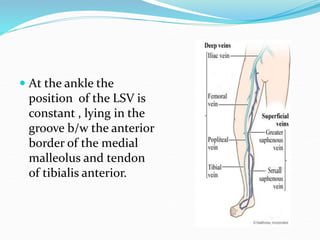  At the ankle the
position of the LSV is
constant , lying in the
groove b/w the anterior
border of the medial
malleolus and tendon
of tibialis anterior.
 