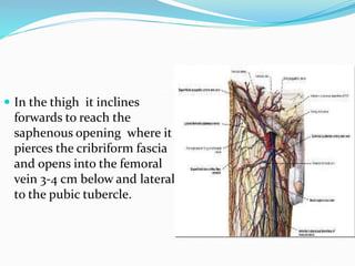  In the thigh it inclines
forwards to reach the
saphenous opening where it
pierces the cribriform fascia
and opens into the femoral
vein 3-4 cm below and lateral
to the pubic tubercle.
 