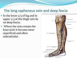 The long saphenous vein and deep fascia
 In the lower 2/3 of leg and in
upper 2/3 of the thigh vein lie
on deep fascia .
 Where the vein crosses the
knee joint it become more
superficial and often
subcuticular .
 