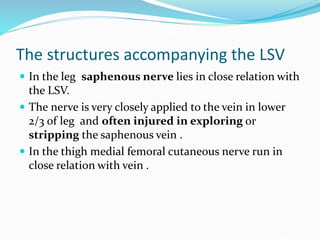 The structures accompanying the LSV
 In the leg saphenous nerve lies in close relation with
the LSV.
 The nerve is very closely applied to the vein in lower
2/3 of leg and often injured in exploring or
stripping the saphenous vein .
 In the thigh medial femoral cutaneous nerve run in
close relation with vein .
 