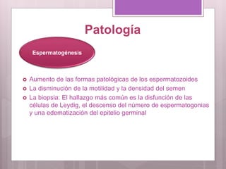Patología
 Aumento de las formas patológicas de los espermatozoides
 La disminución de la motilidad y la densidad del semen
 La biopsia: El hallazgo más común es la disfunción de las
células de Leydig, el descenso del número de espermatogonias
y una edematización del epitelio germinal
Espermatogénesis
 