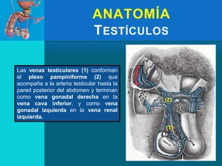 ANATOMÍA
TESTÍCULOS
Las venas testiculares (1) conforman
el plexo pampiniforme (2) que
acompaña a la arteria testicular hasta la
pared posterior del abdomen y terminan
como vena gonadal derecha en la
vena cava inferior, y como vena
gonadal izquierda en la vena renal
izquierda.
 