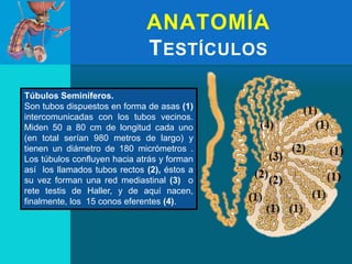 ANATOMÍA
TESTÍCULOS
Túbulos Seminíferos.
Son tubos dispuestos en forma de asas (1)
intercomunicadas con los tubos vecinos.
Miden 50 a 80 cm de longitud cada uno
(en total serían 980 metros de largo) y
tienen un diámetro de 180 micrómetros .
Los túbulos confluyen hacia atrás y forman
así los llamados tubos rectos (2), éstos a
su vez forman una red mediastinal (3) o
rete testis de Haller, y de aquí nacen,
finalmente, los 15 conos eferentes (4).
 