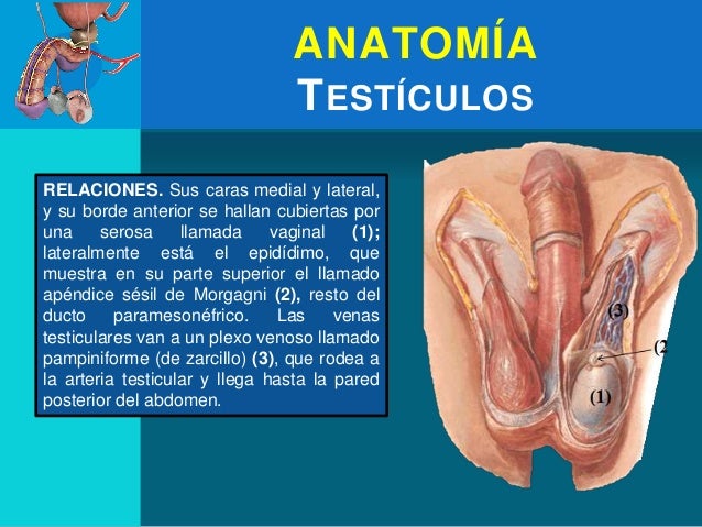 parte superior adulto vaginal en Cartagena parte superior adulto vaginal en Cartagena