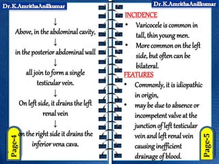 ↓
Above, in the abdominal cavity,
↓
in the posterior abdominal wall
↓
all join to forma single
testicular vein.
↓
On left side, it drains the left
renal vein
↓
on the right side it drains the
inferior vena cava.
INCIDENCE
• Varicocele is common in
tall, thinyoung men.
• More commonon the left
side, but oftencan be
bilateral.
FEATURES
• Commonly, it is idiopathic
in origin,
• may be due to absence or
incompetent valveat the
junction of left testicular
vein and left renal vein
causing inefficient
drainage of blood.
 