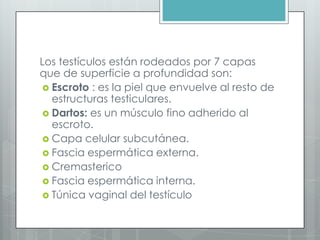Los testículos están rodeados por 7 capas
que de superficie a profundidad son:
 Escroto : es la piel que envuelve al resto de
estructuras testiculares.
 Dartos: es un músculo fino adherido al
escroto.
 Capa celular subcutánea.
 Fascia espermática externa.
 Cremasterico
 Fascia espermática interna.
 Túnica vaginal del testículo
 