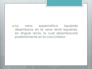  La vena espermática izquierda
desemboca en la vena renal izquierda,
en ángulo recto, la cual desembocará
posteriormente en la cava inferior .
 