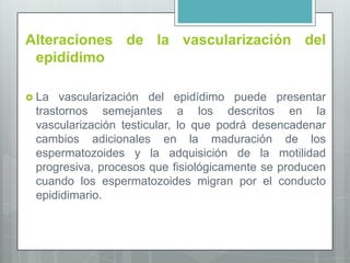 Alteraciones de la vascularización del
epidídimo
 La vascularización del epidídimo puede presentar
trastornos semejantes a los descritos en la
vascularización testicular, lo que podrá desencadenar
cambios adicionales en la maduración de los
espermatozoides y la adquisición de la motilidad
progresiva, procesos que fisiológicamente se producen
cuando los espermatozoides migran por el conducto
epididimario.
 